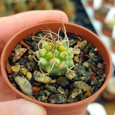 TURBINICARPUS SCHMIEDICKEANUS SUBS. BONATZII VARIEGATA (CITES APPENDIX I), image 