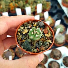 TURBINICARPUS SCHMIEDICKEANUS SUBS. BONATZII (CITES APPENDIX I), image 