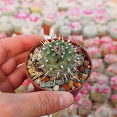 TURBINICARPUS SCHMIEDICKEANUS SUBS. BONATZII (CITES APPENDIX I), image 