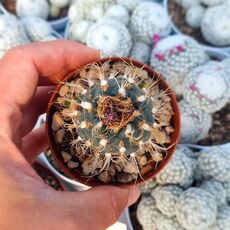 TURBINICARPUS PSEUDOMARCROCHELE (CITES APPENDIX I), image , 2 image