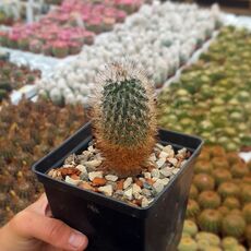 TURBINICARPUS MANDRAGORA SUBS. BEGUINII (CITES APPENDIX I), image _ab__is.image_number.default