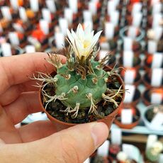 TURBINICARPUS POLASKII (CITES APPENDIX I), image , 2 image