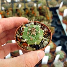 TURBINICARPUS POLASKII (CITES APPENDIX I), image 
