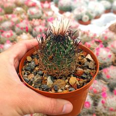 TURBINICARPUS SCHMIEDICKEANUS SUBS. MACROCHELE (CITES APPENDIX I), image 