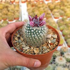 TURBINICARPUS SAUERI SUBS. NELLISAE (CITES APPENDIX I), image 