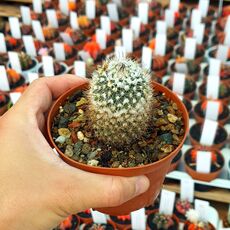 TURBINICARPUS SAUERI SUBS. NELLISAE (CITES APPENDIX I), image , 3 image