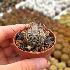 TURBINICARPUS SCHMIEDICKEANUS SUBS. DICKISONIAE (CITES APPENDIX I), image 