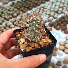 TURBINICARPUS SCHMIEDICKEANUS SUBS. FLAVIFLORUS, image 