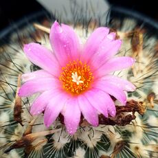 TURBINICARPUS VIERECKII (CITES APPENDIX I), image , 2 image