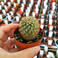 TURBINICARPUS SAUERI SUBS. YSABELAE (CITES APPENDIX I), image 