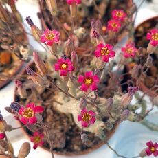 TYLECODON SCHAEFERIANUS, image _ab__is.image_number.default
