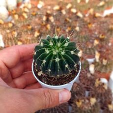 WIGGINSIA SESSILIFLORA, image 
