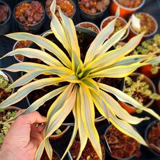 YUCCA GLORIOSA CITRUS TWIST, image 