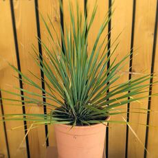 YUCCA ROSTRATA, image , 2 image