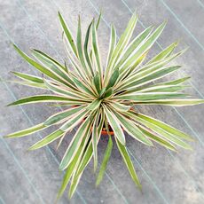 YUCCA SILVER VARIEGATA, image 