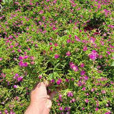 DELOSPERMA WHEELS OF WONDER PURPLE, image _ab__is.image_number.default