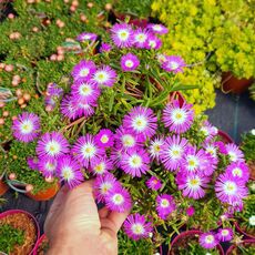 DELOSPERMA WHEELS OF WONDER PURPLE, image 