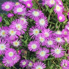DELOSPERMA WHEELS OF WONDER PURPLE, image _ab__is.image_number.default