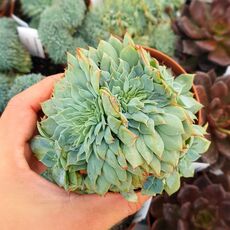 ECHEVERIA KIROV CRESTATA, image 
