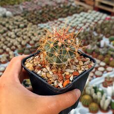 FEROCACTUS ACANTHODES VAR. TORTULISPINUS, image 