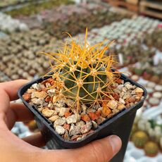 FEROCACTUS CHRYSACANTHUS, image 