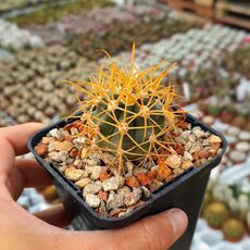 FEROCACTUS CHRYSACANTHUS, image _ab__is.image_number.default