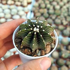 GYMNOCALYCIUM FRIEDRICHII LB2178, image 