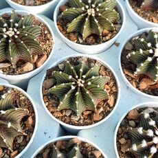 GYMNOCALYCIUM FRIEDRICHII LB2178, image _ab__is.image_number.default