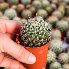 MAMMILLARIA NEJAPENSIS, image 