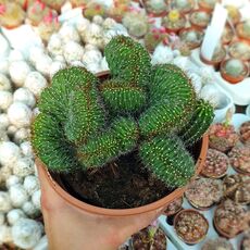 NEOBUXBAUMIA POLYLOPHA CRISTATA, image 