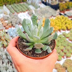 SENECIO SCAPOSUS VAR. ADDONENSIS, image 