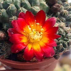 SULCOREBUTIA CANIGUERALII, image _ab__is.image_number.default