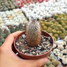 TURBINICARPUS BEGUINII SUBS. HINTONIORUM (CITES APPENDIX I), image _ab__is.image_number.default