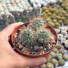 TURBINICARPUS SCHMIEDICKEANUS (CITES APPENDIX I), image 