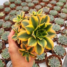 AEONIUM FLORESENS, image 