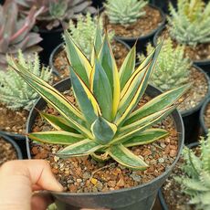 AGAVE SNOW GLOW VARIEGATA, image 