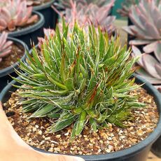 AGAVE FILIFERA F. CRISTATA, image 