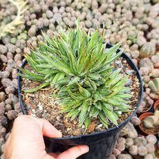 AGAVE FILIFERA F. CRISTATA, image 