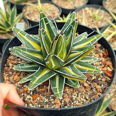 AGAVE VICTORIAE-REGINAE GIANT MEDIOPICTA, image 