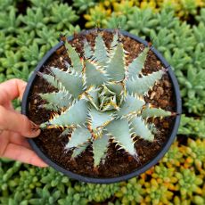 ALOE ERINACEA, image 