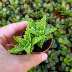 ALOE SQUARROSA, image 