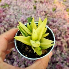 ALWORTHIA BLACK GEM VARIEGATA, image 