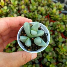ARGYRODERMA FRAMESII SUBS. HALLII, image 