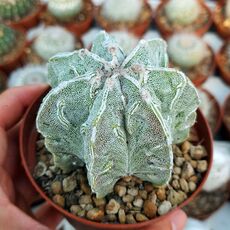 ASTROPHYTUM MYRIOSTIGMA KIKKO, image 