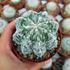 ASTROPHYTUM MYRIOSTIGMA FUJIYAMA AKWO, image 