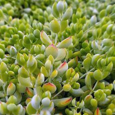 COTYLEDON PENDENS, image , 2 image