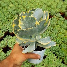 COTYLEDON UNDULATA VARIEGATA, image 