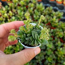 CRASSULA FORSTY, image 