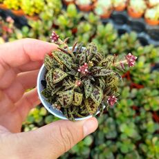CRASSULA EXILIS, image 