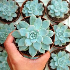 ECHEVERIA BLUE BIRD, image 